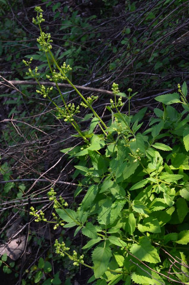 Изображение особи Scrophularia amgunensis.