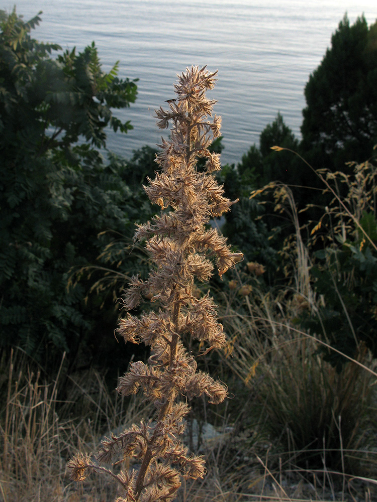 Изображение особи Echium vulgare.