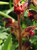 Orobanche gracilis