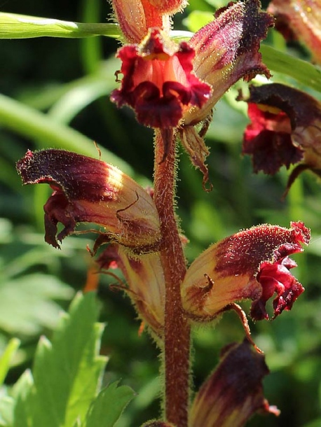 Изображение особи Orobanche gracilis.