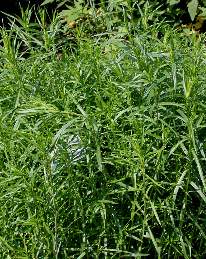 Image of Achillea ptarmica specimen.