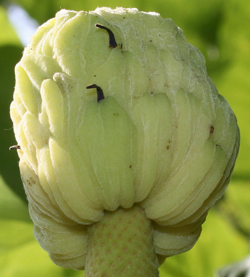 Image of Magnolia officinalis specimen.