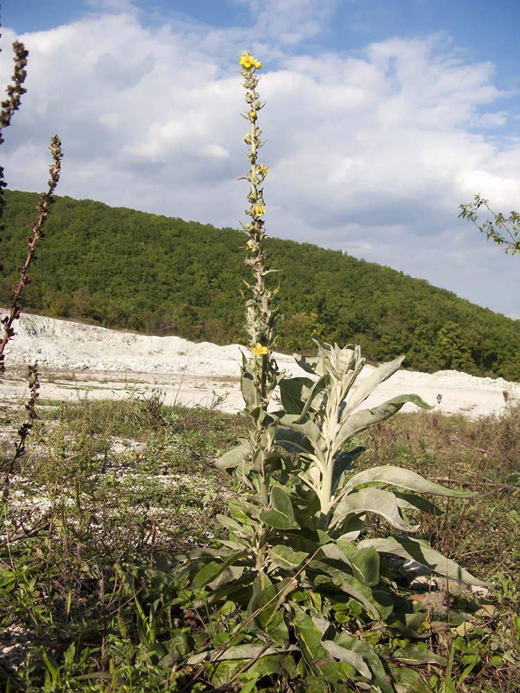 Image of Verbascum gnaphalodes specimen.