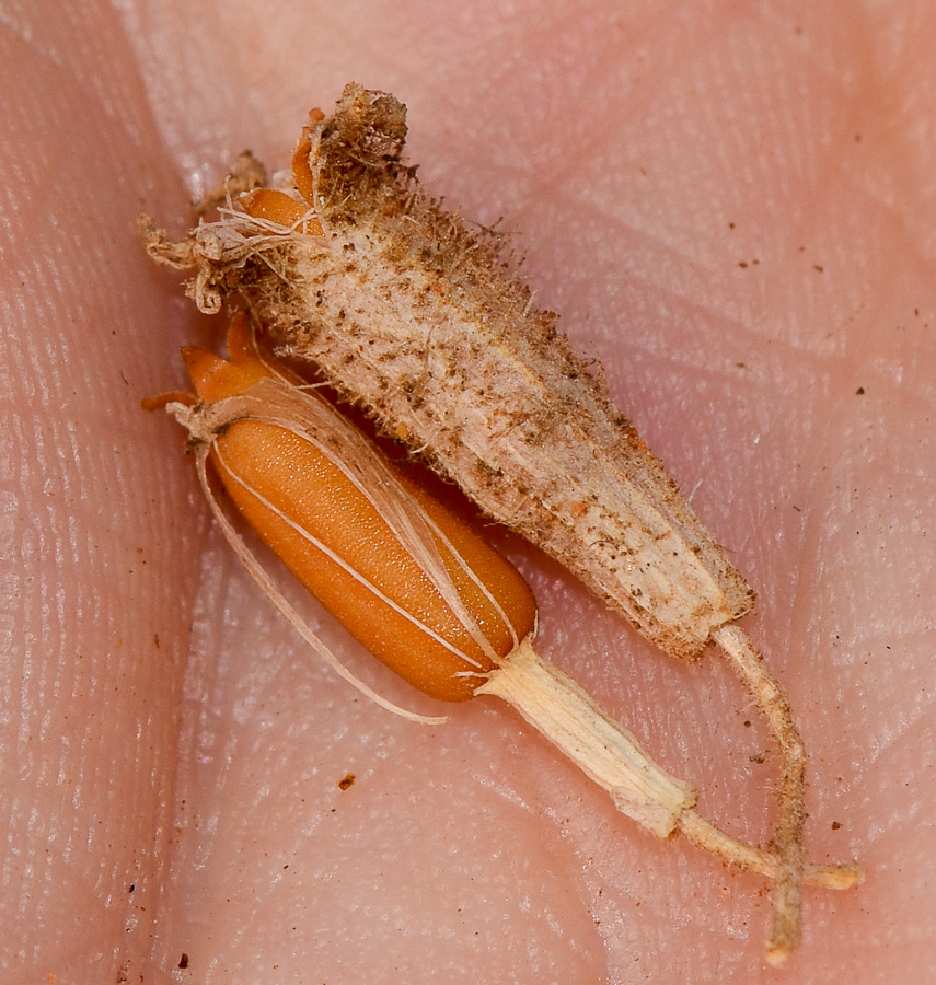 Image of Silene palaestina specimen.