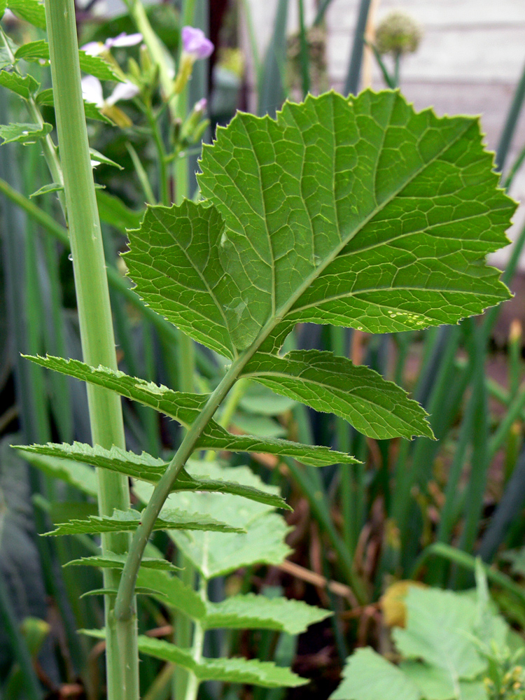 Image of Raphanus raphanistroides specimen.