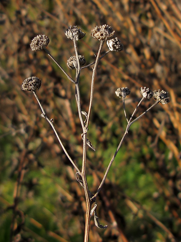 Изображение особи Pyrethrum parthenifolium.