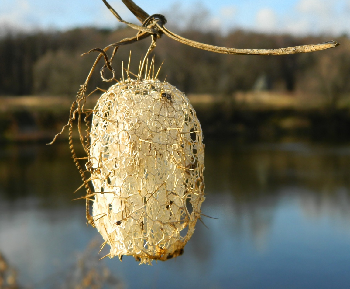 Изображение особи Echinocystis lobata.