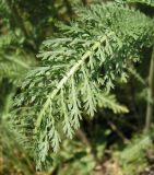 Achillea millefolium