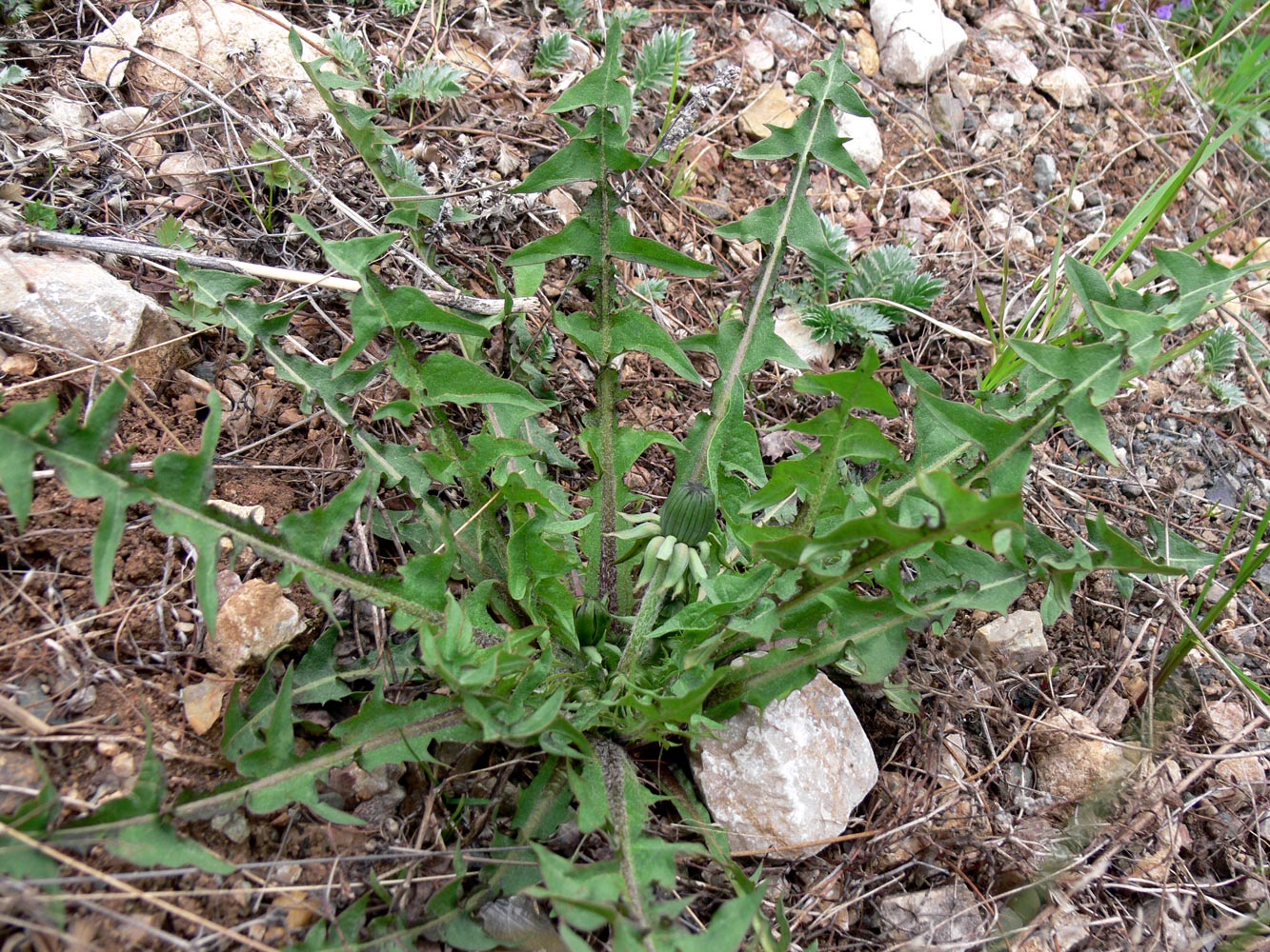 Изображение особи род Taraxacum.