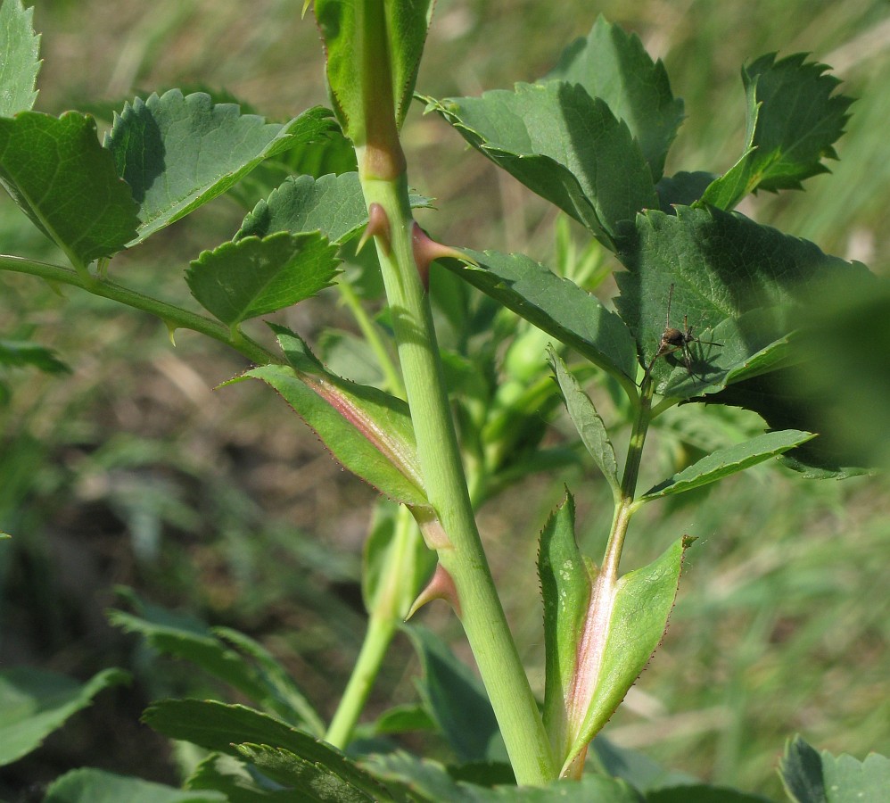 Image of genus Rosa specimen.
