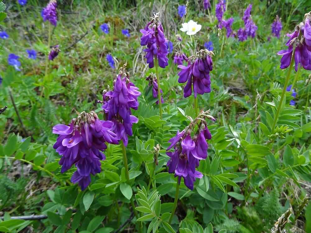Изображение особи Hedysarum austrosibiricum.