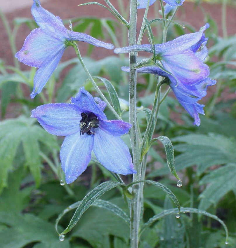 Изображение особи род Delphinium.