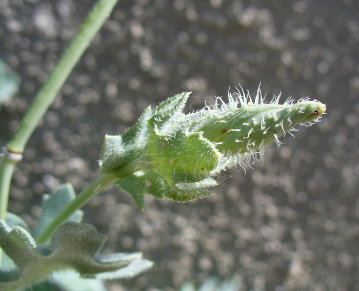 Изображение особи Glaucium flavum.