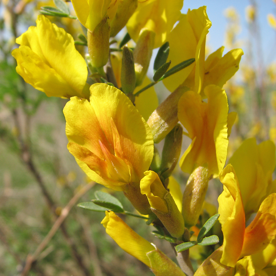 Изображение особи Chamaecytisus ruthenicus.