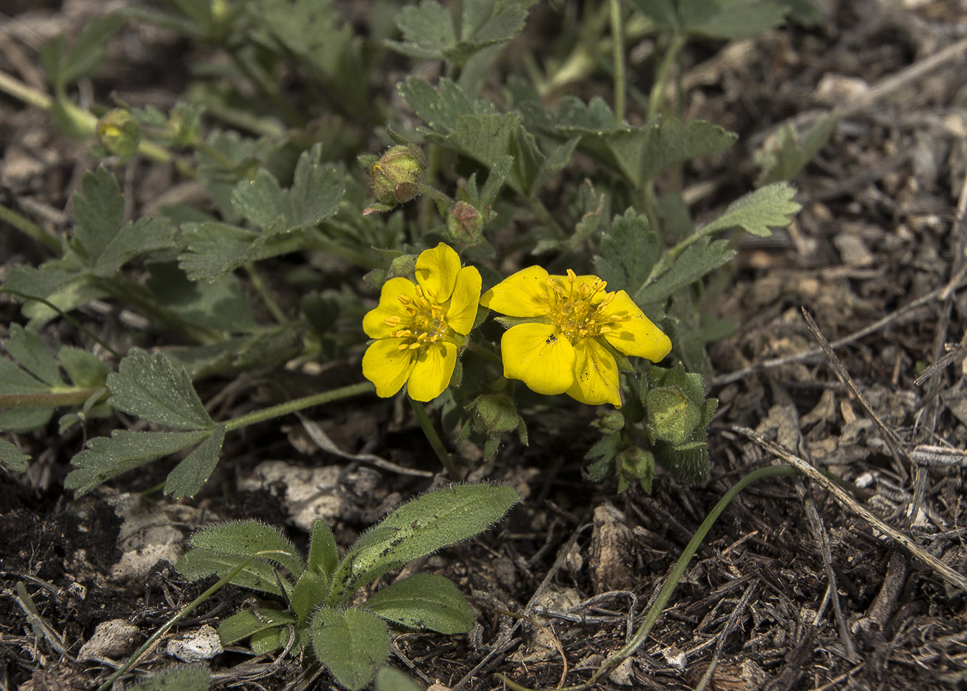 Image of Potentilla incana specimen.