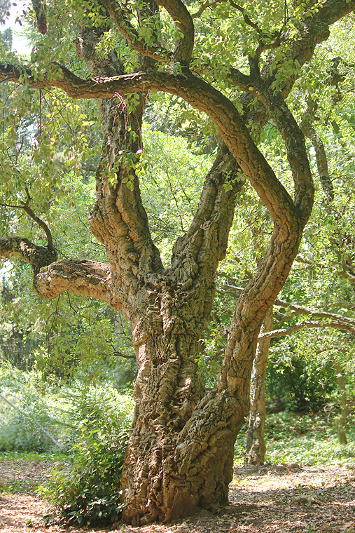 Изображение особи Quercus suber.