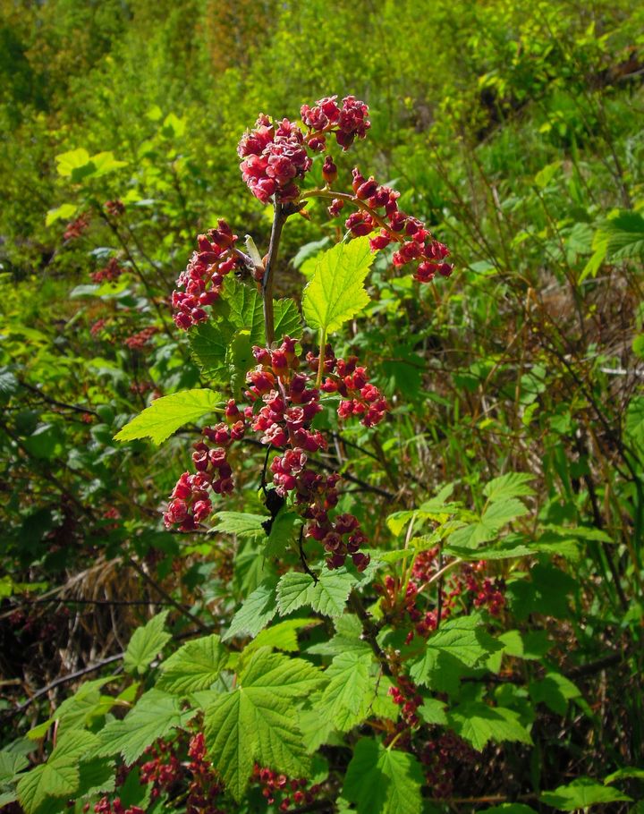 Image of Ribes atropurpureum specimen.