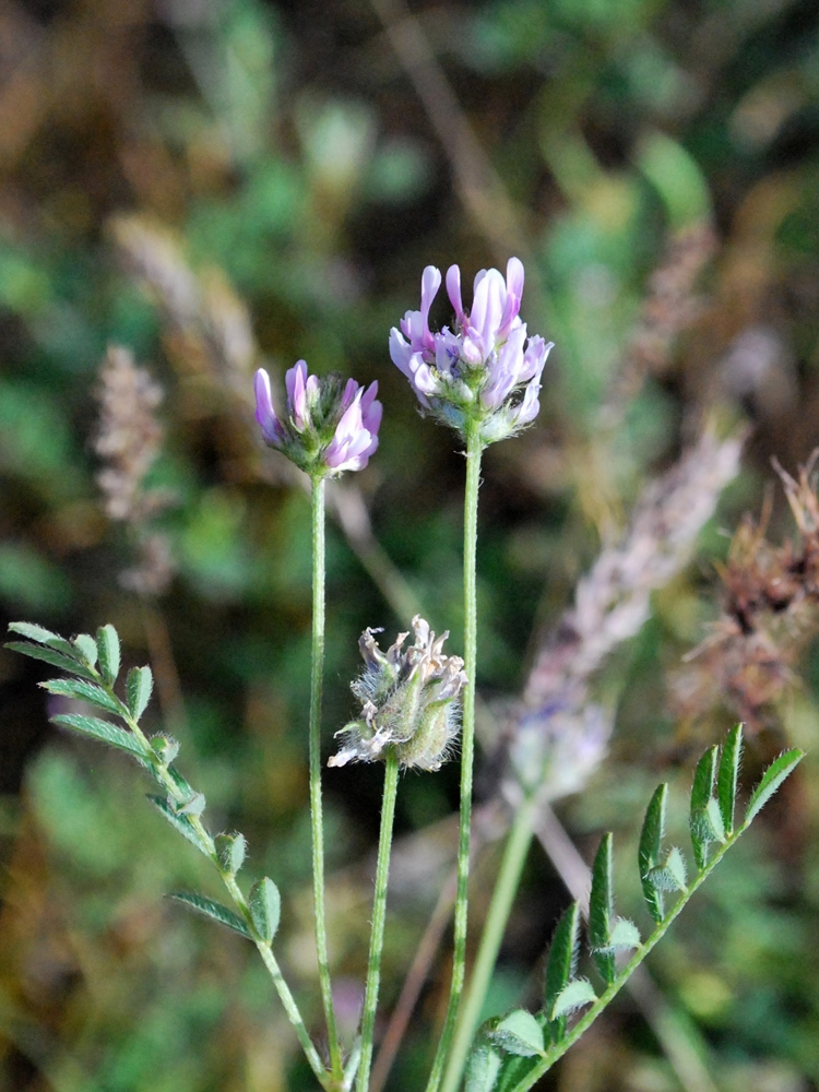 Image of Astragalus filicaulis specimen.