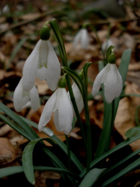 Image of Galanthus nivalis specimen.