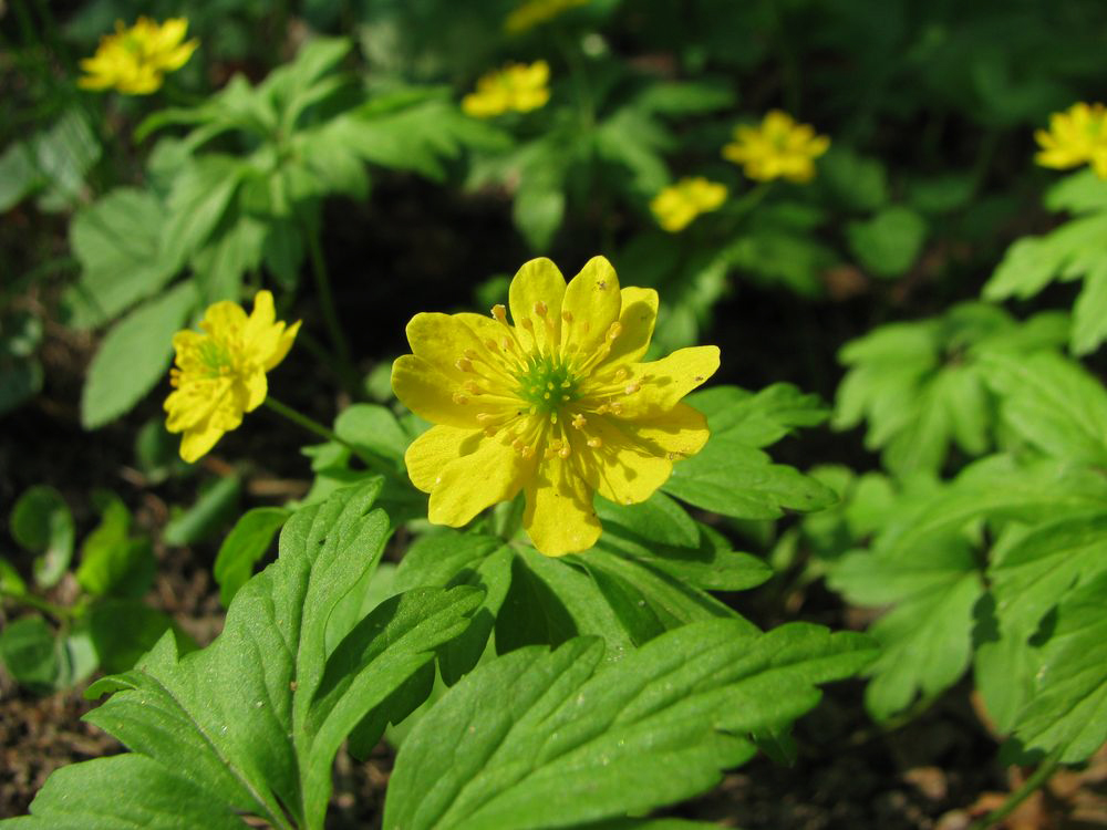 Image of Anemone ranunculoides specimen.