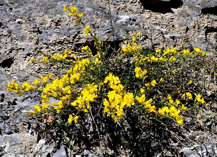 Image of Cytisus decumbens specimen.