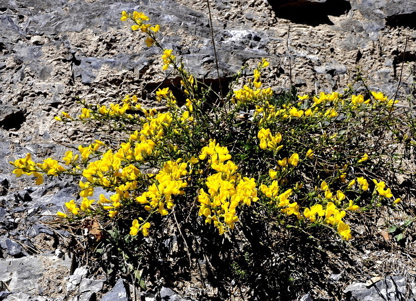 Изображение особи Cytisus decumbens.