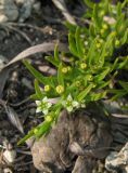 Thesium brachyphyllum. Верхушка побега с цветками и завязавшимися плодами. Крым, Симферополь, Марьино, степной склон. 18 апреля 2014 г.