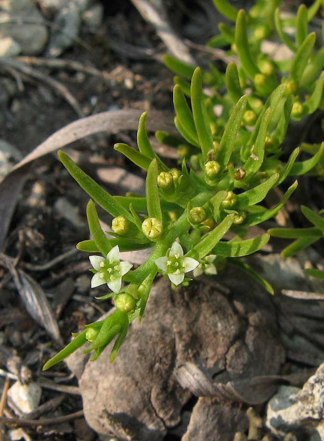 Изображение особи Thesium brachyphyllum.