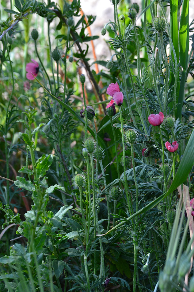Image of Papaver hybridum specimen.