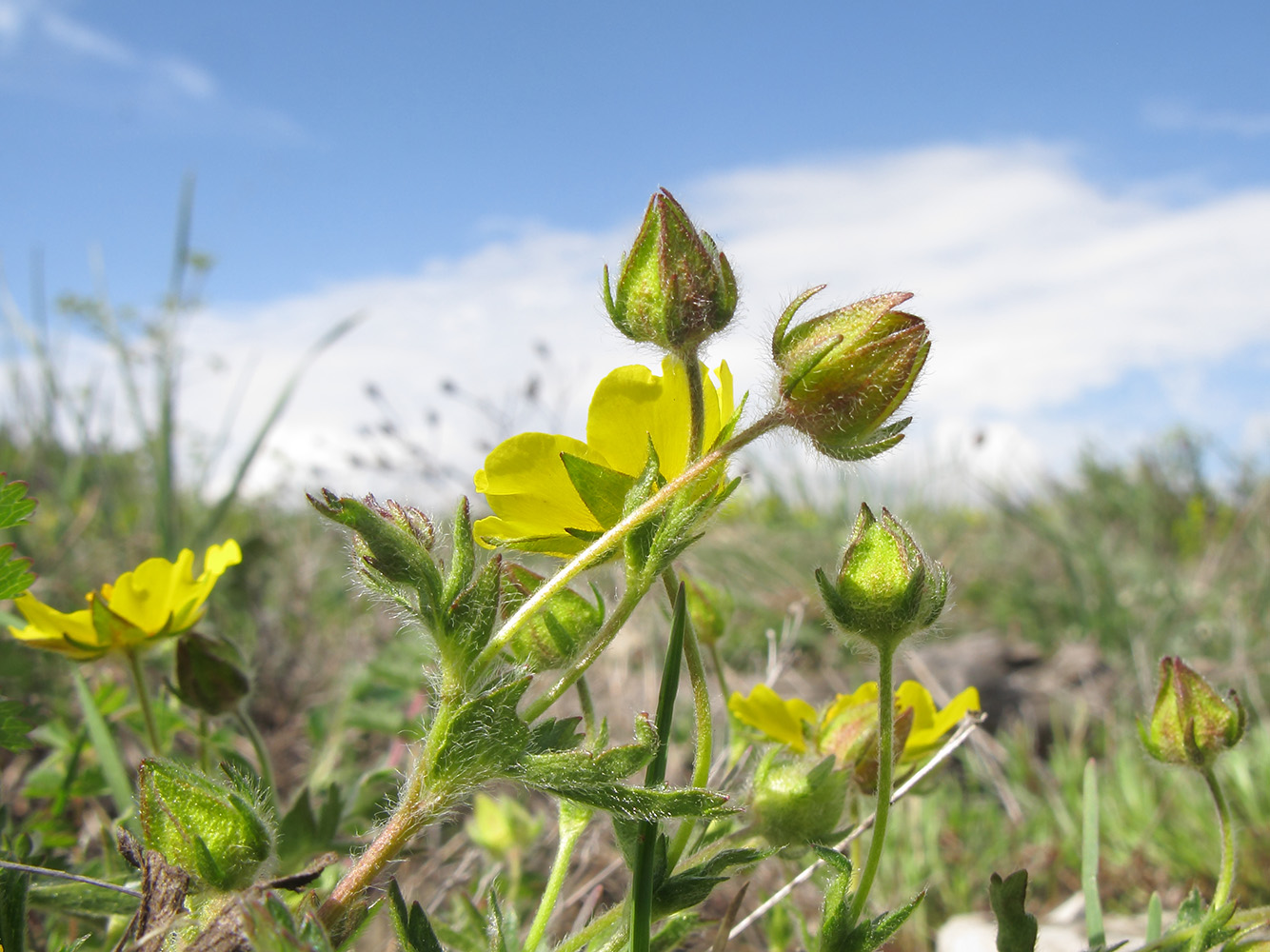 Image of Potentilla sphenophylla specimen.