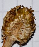 Image of taxon representative. Author is Татьяна Мальчинская