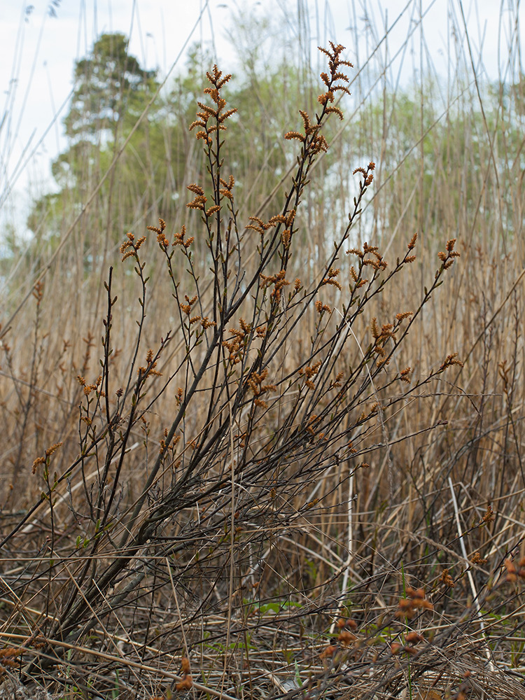 Image of Myrica gale specimen.