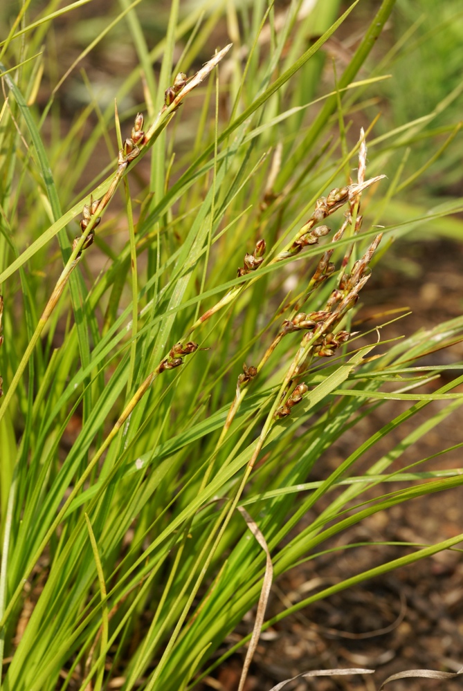 Image of Carex lanceolata specimen.