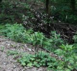 Sanicula europaea