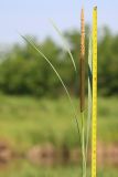 Typha latifolia. Верхушка побега с соцветиями. Ростовская обл., Неклиновский р-н, Троицкое с/п, дол. р. Миус. 09.06.2014.