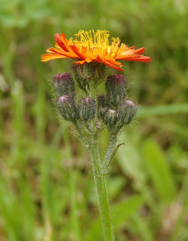 Image of Pilosella &times; roxolanica specimen.