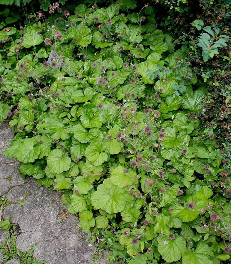 Image of Geum rivale specimen.
