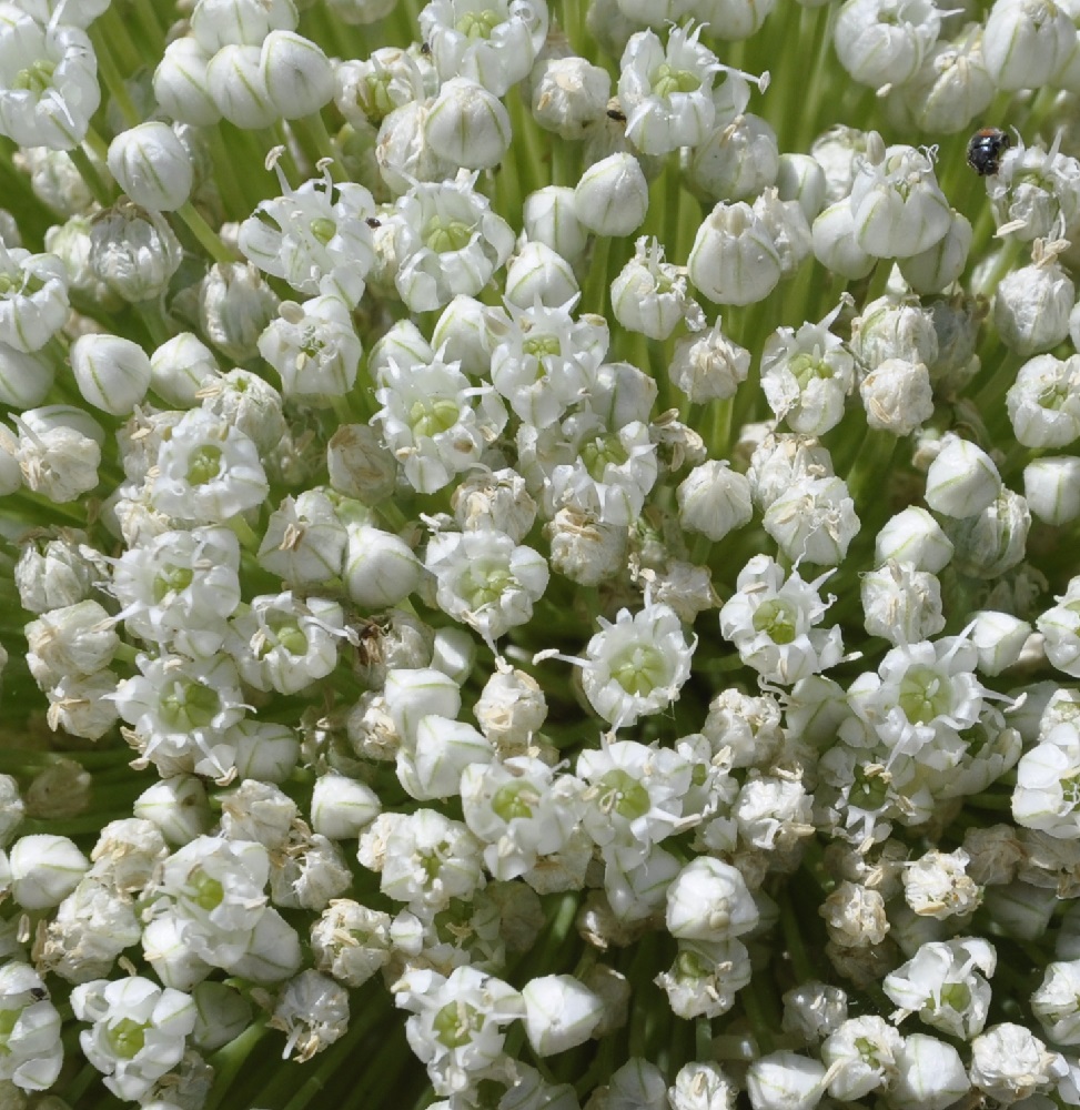 Image of Allium porrum specimen.