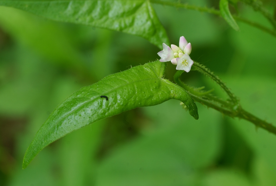 Изображение особи Truellum japonicum.