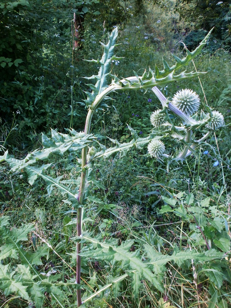 Изображение особи Echinops sphaerocephalus.