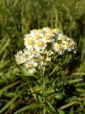 Achillea cartilaginea