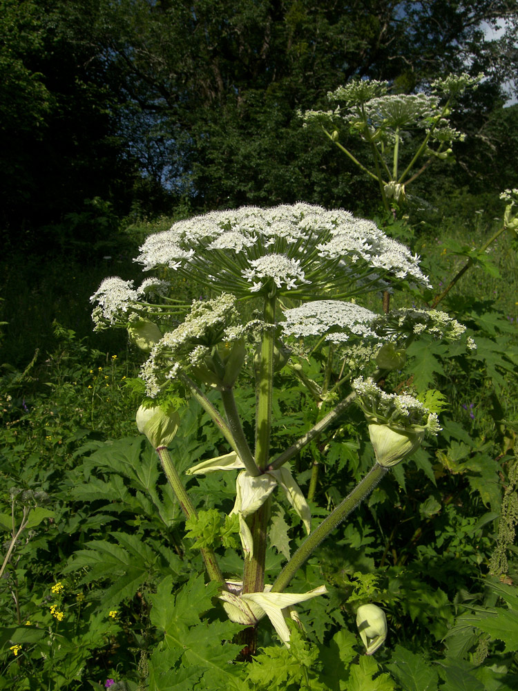 Изображение особи Heracleum mantegazzianum.