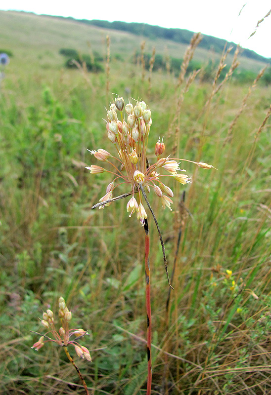 Изображение особи Allium paczoskianum.