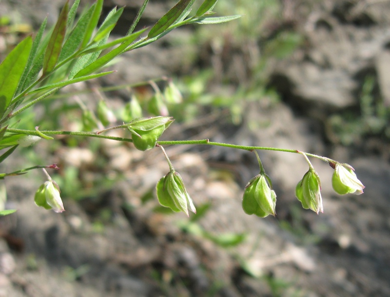 Image of Polygala sibirica specimen.