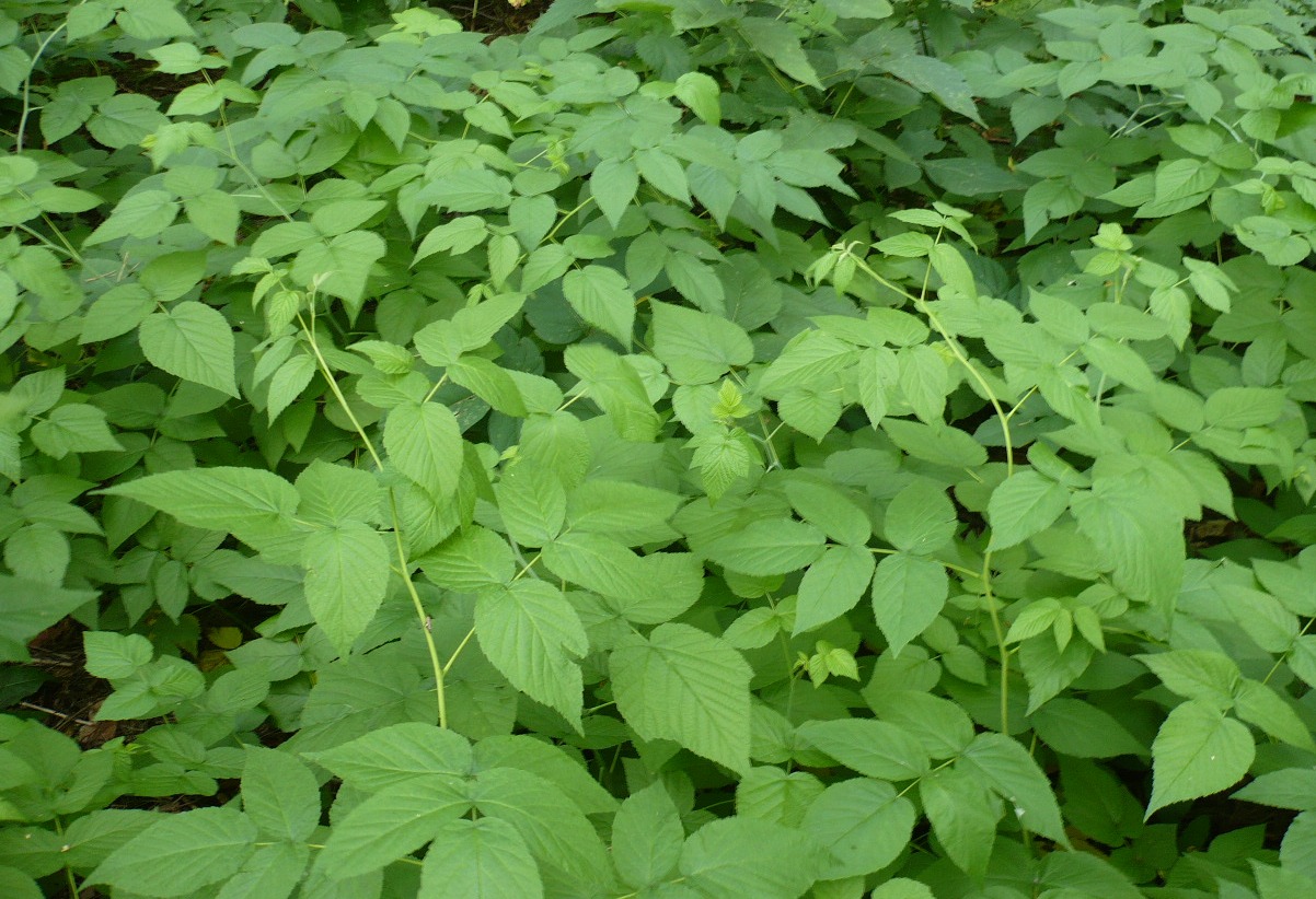Image of Rubus idaeus specimen.