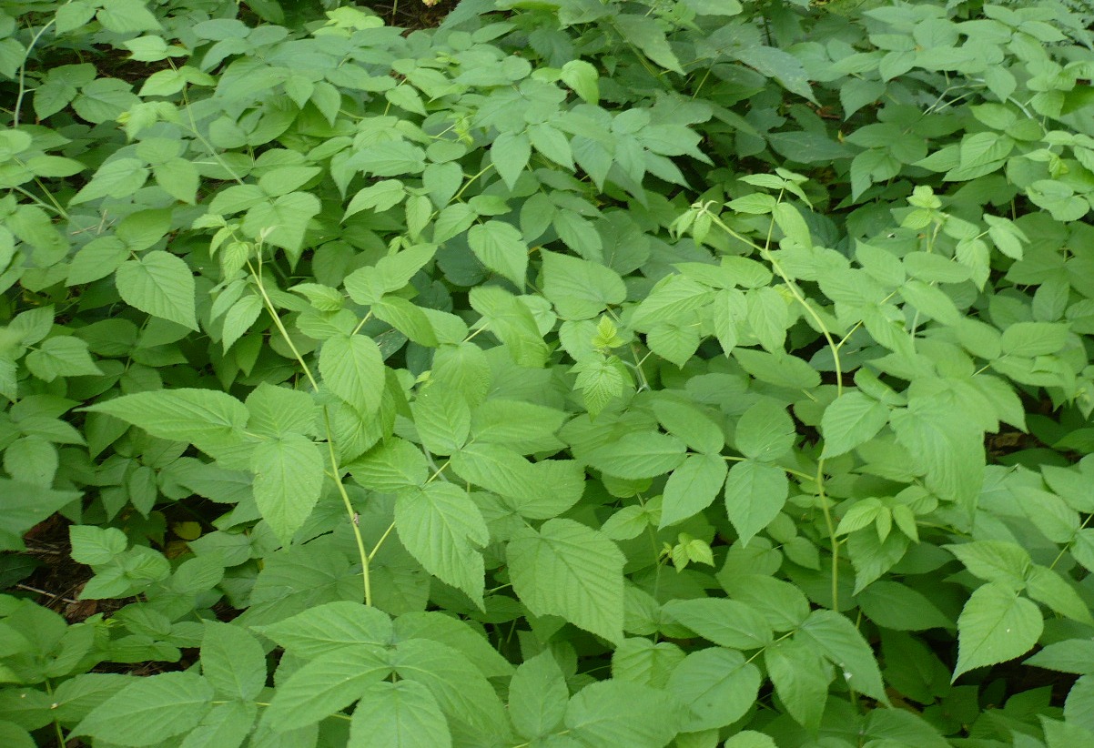 Изображение особи Rubus idaeus.