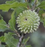 Quercus ithaburensis ssp. macrolepis