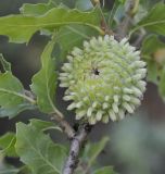 Quercus подвид macrolepis