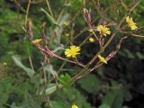 Lactuca indica