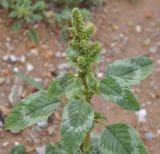 genus Amaranthus